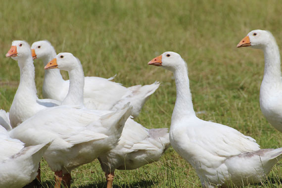 1 pz cuscini in piuma d'oca per la protezione del collo per