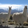 coperta lana alpaca Brun de Vian Tiran