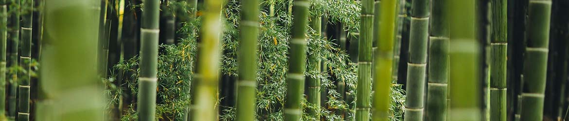 il bambù