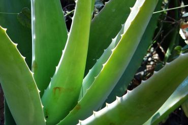 Aloe vera materiali naturali