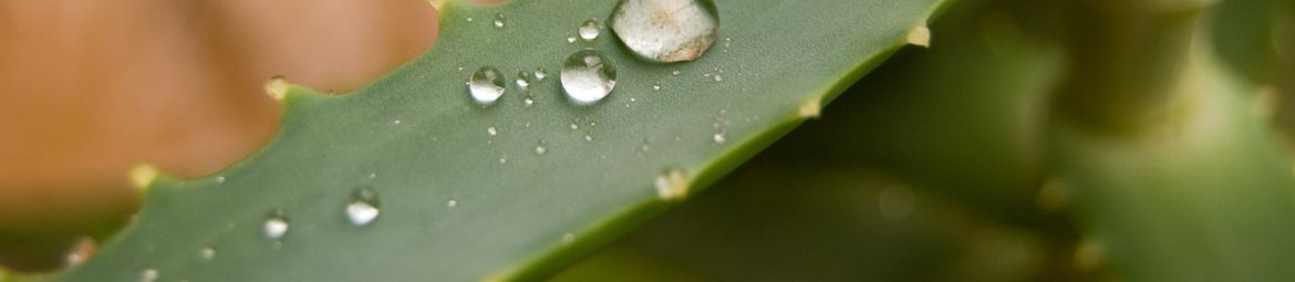 Aloe vera materiali naturali