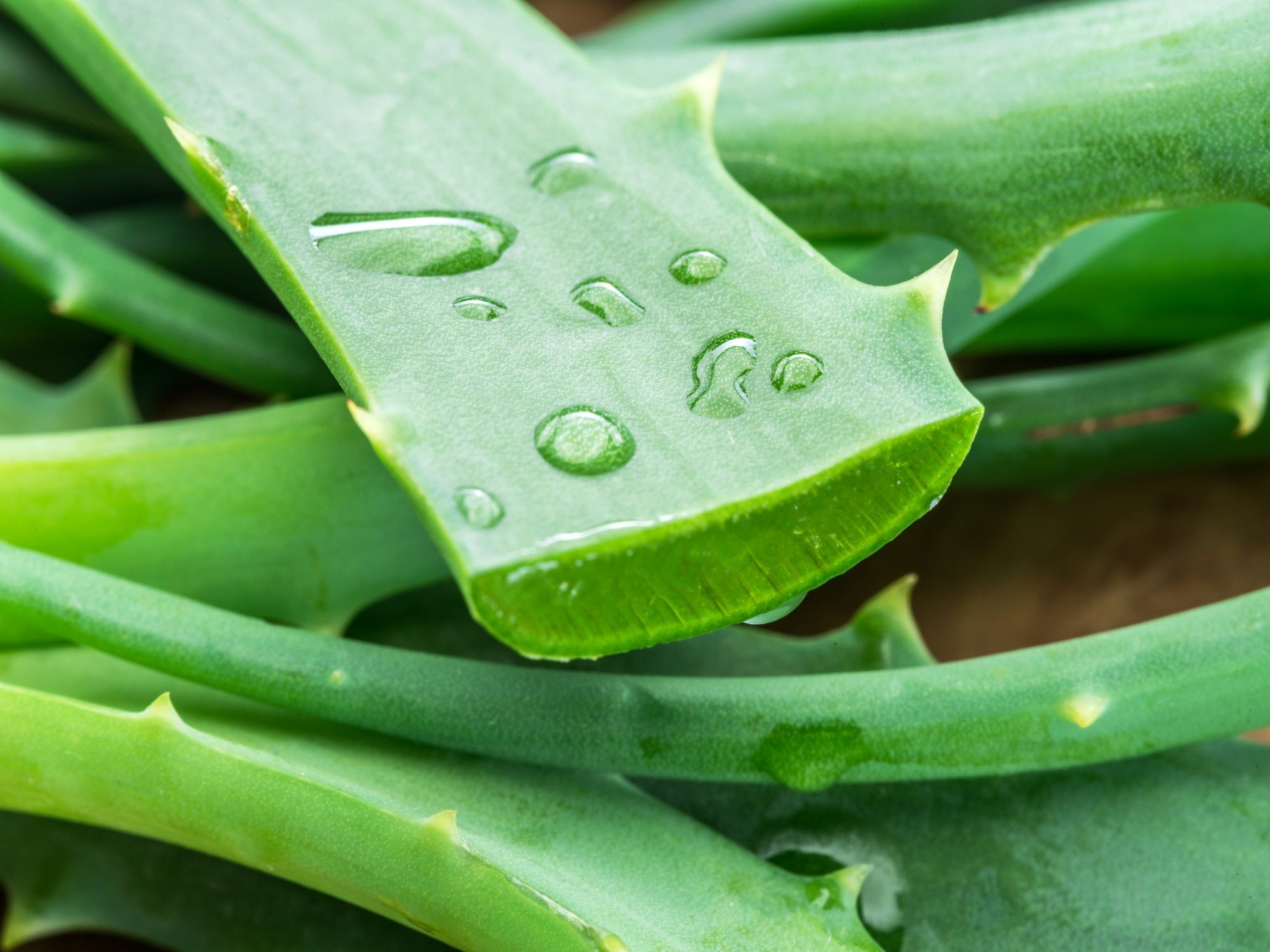 aloe vera gel per bocca